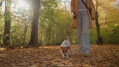 Jack Russell Terrier on Leash During Autumn Walk