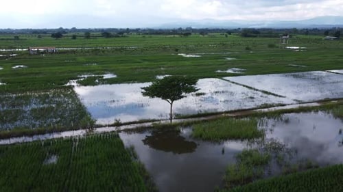 Aerial view of rice fields or agricultural areas affected by rainy season floods.