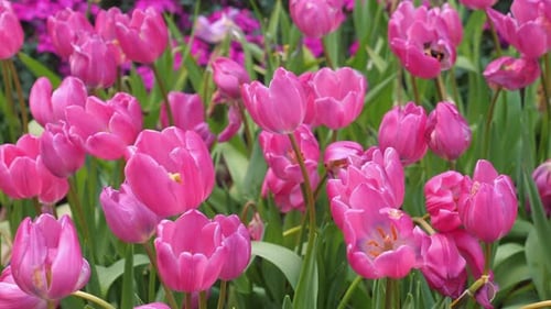 Beautiful Pink Tulips in Full Bloom in Vibrant Garden Setting