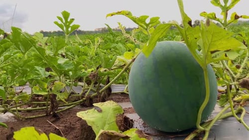 fresh young watermelon fruit on the farm