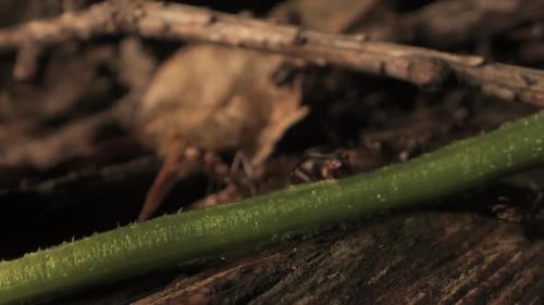 CloseUp View of Ants in Forest During Daytime