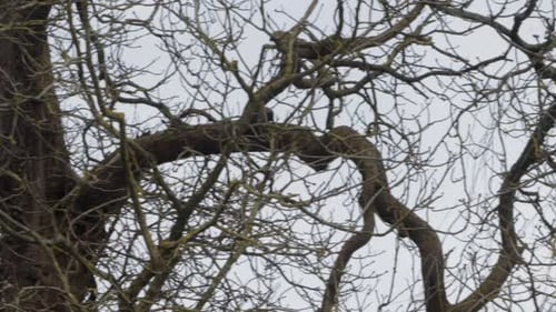 Gray Squirrel running along branch on tree in the snow. Day time Wide shot. UK North London Borehamw