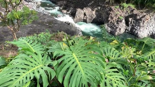 The Boiling Pots of Wailuku River in Hilo, Big Island, Hawaii. Tropical rain forest background.