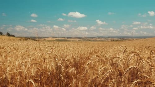 Wheat Field