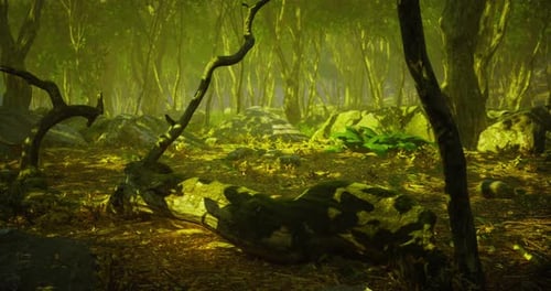 Lush Forest Landscape with Sunlit Rocks and Vibrant Greenery During Daytime