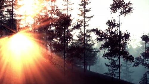 Sunlight Streaming Through Trees in a Beautiful Forest
