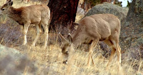 Majestätische Hirsche stehen ruhig inmitten des verschneiten Waldes der Felsenberge