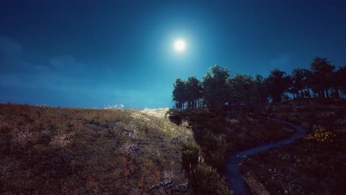 Tree Forrest in the Mountains