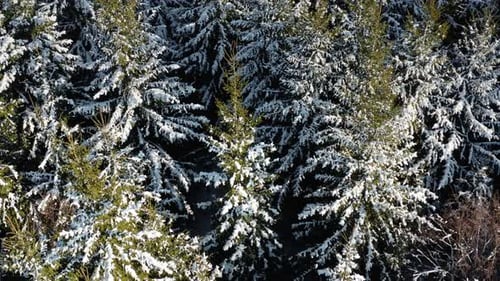 Aerial view of pine trees covered with snow in a winter day. Flying close above tree tops in forest.