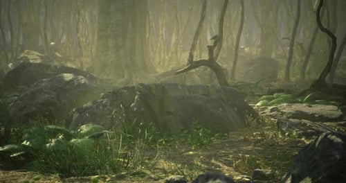 Misty Forest Path with Rocks and Lush Greenery in Early Morning Light