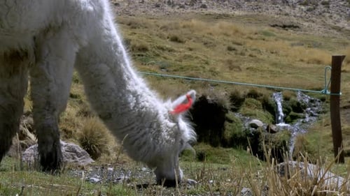Close-up of a domestic Peruvian llama drinking water from a small water stream