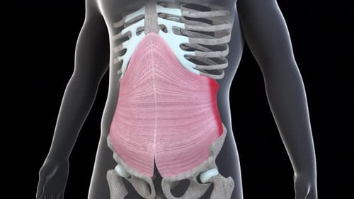 3D Human Abdominal Muscles Anatomy Medical Scientific Animation