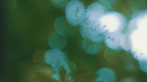 Flower On Bokeh Effect - close up