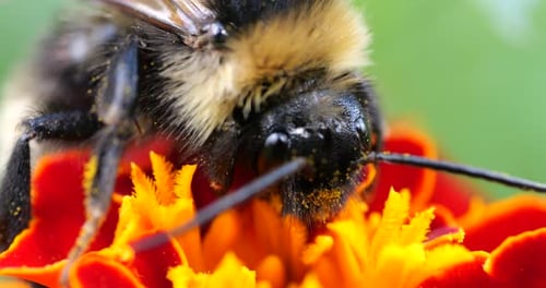Hummel auf Ringelblumenblüte. Sommer-Makroaufnahmen.