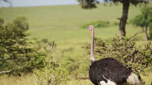 Slow Motion Shot of Ostrich close up details of flightless bird in Maasai Mara National Reserve, Afr