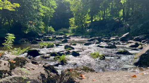 River Flow in the Mountains Landscape with a Mountain River in the Forest