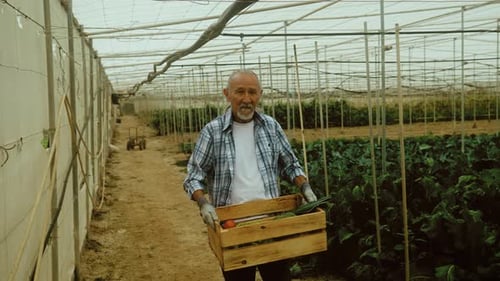 Senior man farmer working inside greenhouse - Farm people lifestyle concept