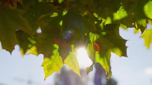 Sunlight Filtering Through Autumn Leaves