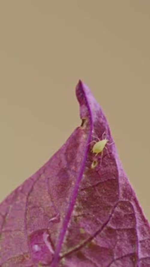 Vertical Macro of Small Green Aphid on the Tip of a Purple Leaf