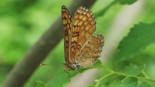 Beautiful Butterfly Resting Peacefully on Leaf