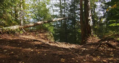 Fallen Tree Over a Forest Trail with Exposed Roots and Autumn Leaves Nature and Wilderness Concept