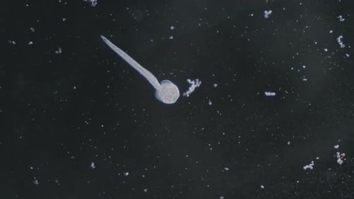 Trematode parasitic worm is escaping leaving parent body microscopical dark field view