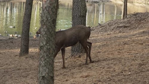 Horned Deer walking among trees on sandy shore slow motion. Young true deer grazing in the wild