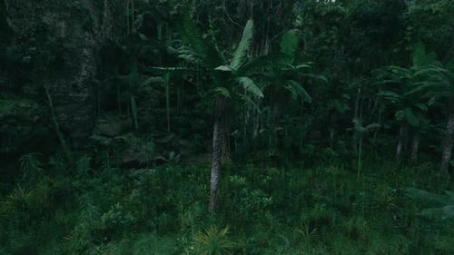 Lush Tropical Forest with Palm Trees Surrounded By Dense Greenery
