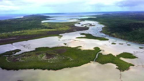Nature, rainforest and aerial of lake, marsh or wetland for environment, ecology and ecosystem