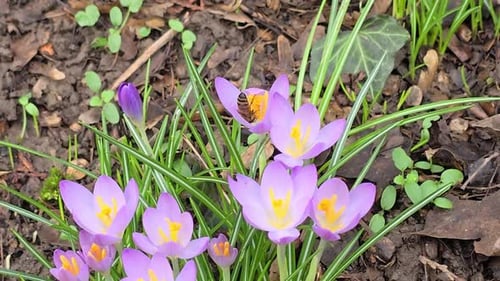 Honey bee likes crocus in spring