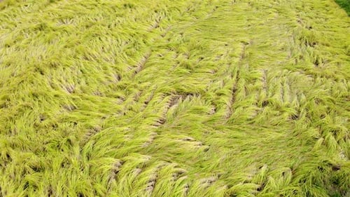 Luftaufnahme über Reisfeld und Trockengestelle, Japan