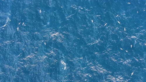 Aerial view of the ocean with birds, Spain.