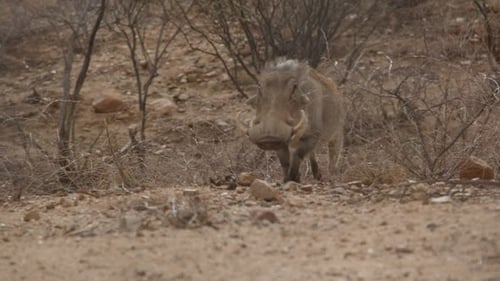 Slow motion warthog running in the desert of africa