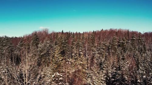 Aerial view of a drone flying over a forest road in winter. The car is driving on a snow-covered roa