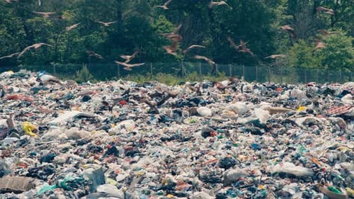 Offene Müllkippe mit Greifvögeln, die im Müll nach Nahrung suchen