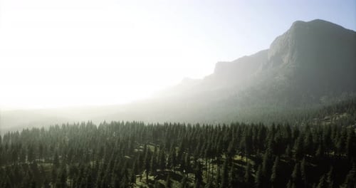 Aerial Flight Over Misty Pine Forest and Mountain Landscape