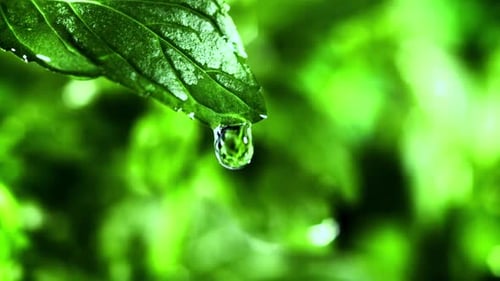 Grüne Blätter und Wassertropfen in Superzeitlupe
