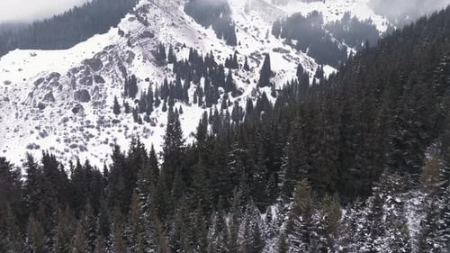 Vista aérea de abetos en el bosque de invierno