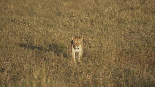 Lioness walking toward our camera in Masai Mara, Kenya, Africa