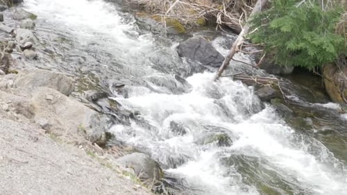 Stream brook of crystal clear water gurgling and rushing downstream over rocks and through branches