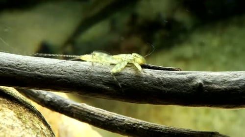 Eintagsfliegen-Nymphe (Ciygma sp.), die sich auf einem Stock in einem Forellenbach ausruht, bevor sie schnell schwimmt