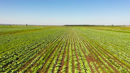 Agricultural Land with Green Crops Cabbage