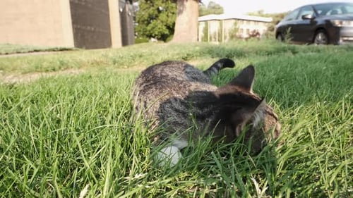 Adorable Domestic Cat On The Grass With Person's Hand Petting On A Sunny Day. closeup