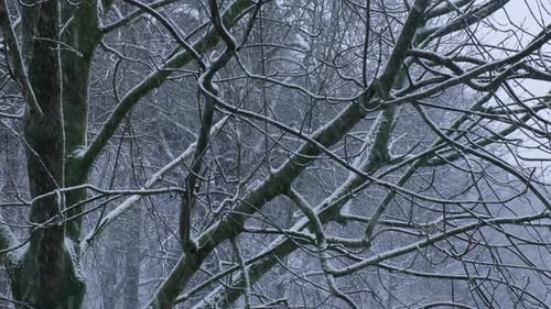 Extreme Falling Snow Between Trees During Heavy Snowfall in Winter City on Cold Evening Trees
