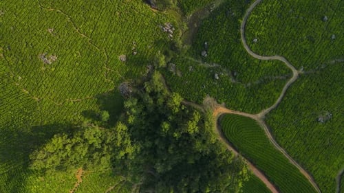 Vue aérienne par Drone du paysage calme et pittoresque des jardins de thé et des collines de Munnar