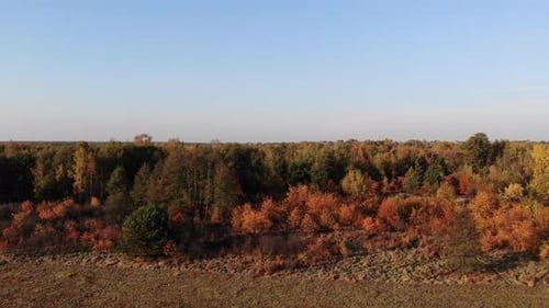 Flight over the autumn forest.