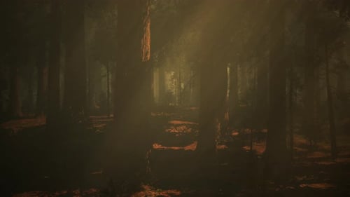 A Dense Forest with Towering Trees