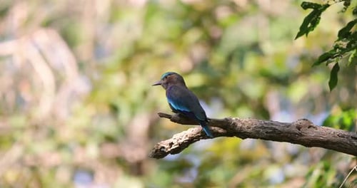 Colorful Indochinese Roller Bird Perched on Tree Branch in Vibrant