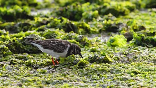 Un pájaro solitario se mueve a través de algas verdes húmedas en una planicie costera durante la marea baja