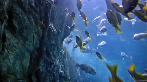 Colorful tropical fishes swim calmly under the sea in exotic coral reef habitat